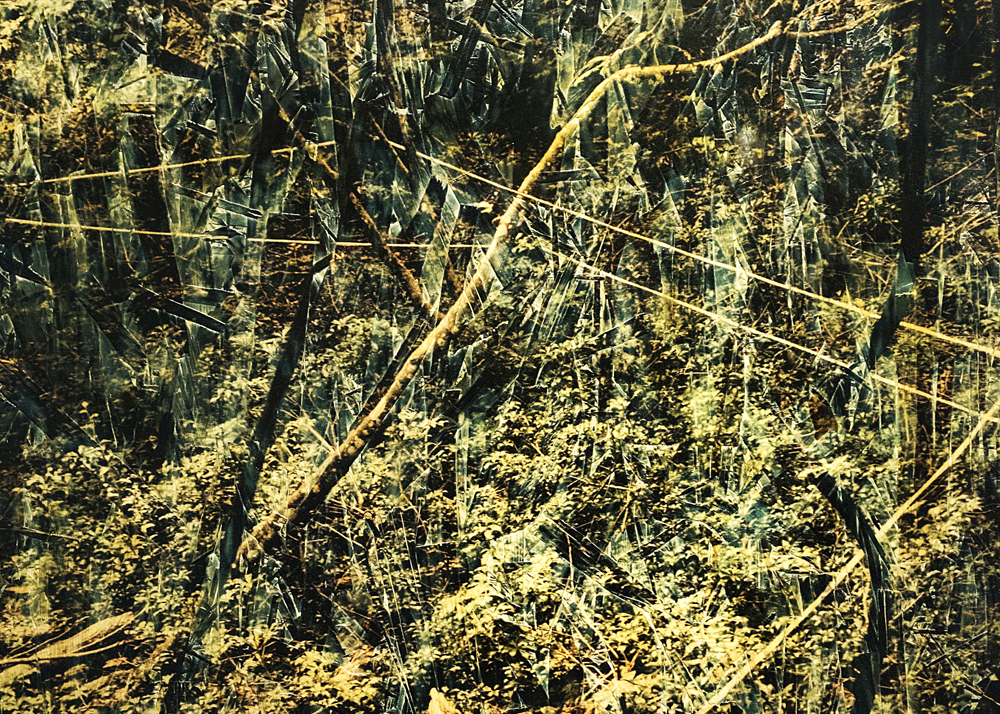 0x-schittko-aokigahara_1-quer